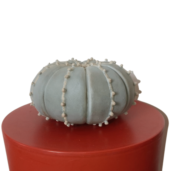 Produit 7 – Image 2