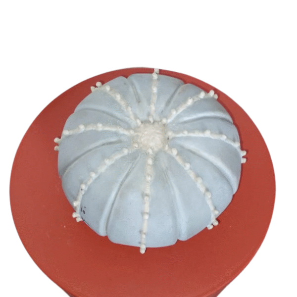Produit 7 – Image 4